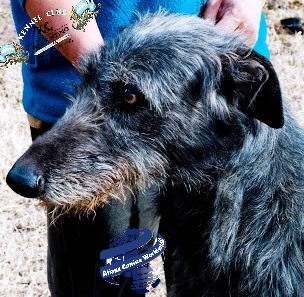 Cabeza de un galgo barbucho criollo
